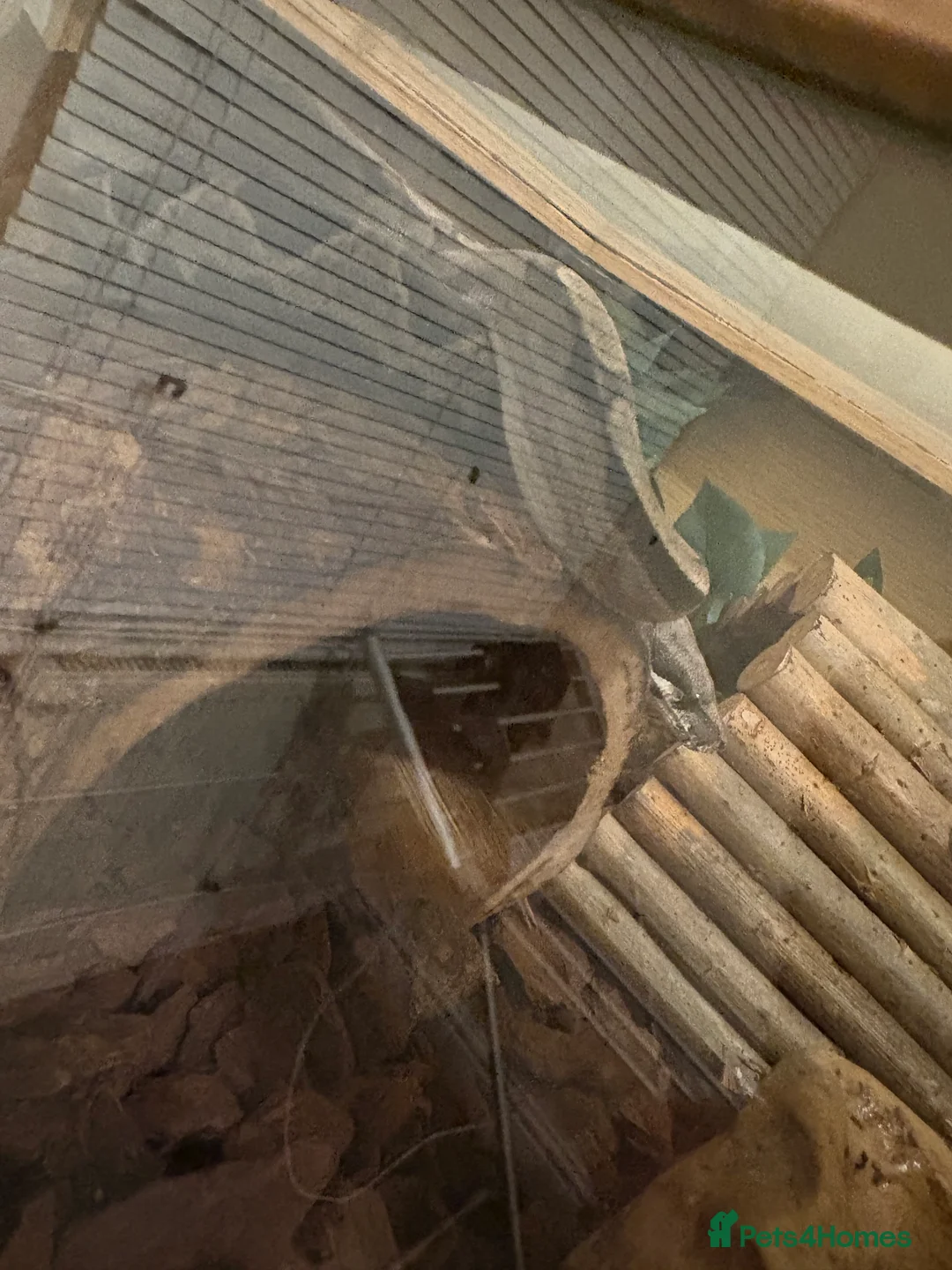 Boa Snake reptiles for sale: Boa constrictor + leopard yellow belly python - Advert 2