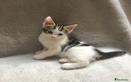 Mixed Breed cats for sale: Bring Home a Bundle of Joy Kittens Ready Oct. 2nd! - Image 24