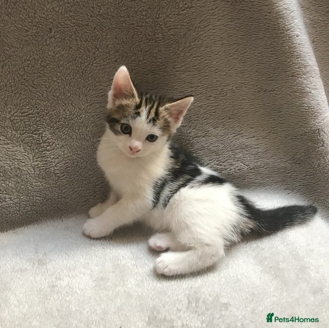 Mixed Breed cats for sale: Bring Home a Bundle of Joy Kittens Ready Oct. 2nd! - Image 24