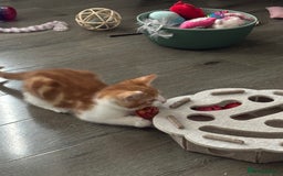 Mixed Breed cats for sale: 1 Gorgeous little boy left  - Image 28