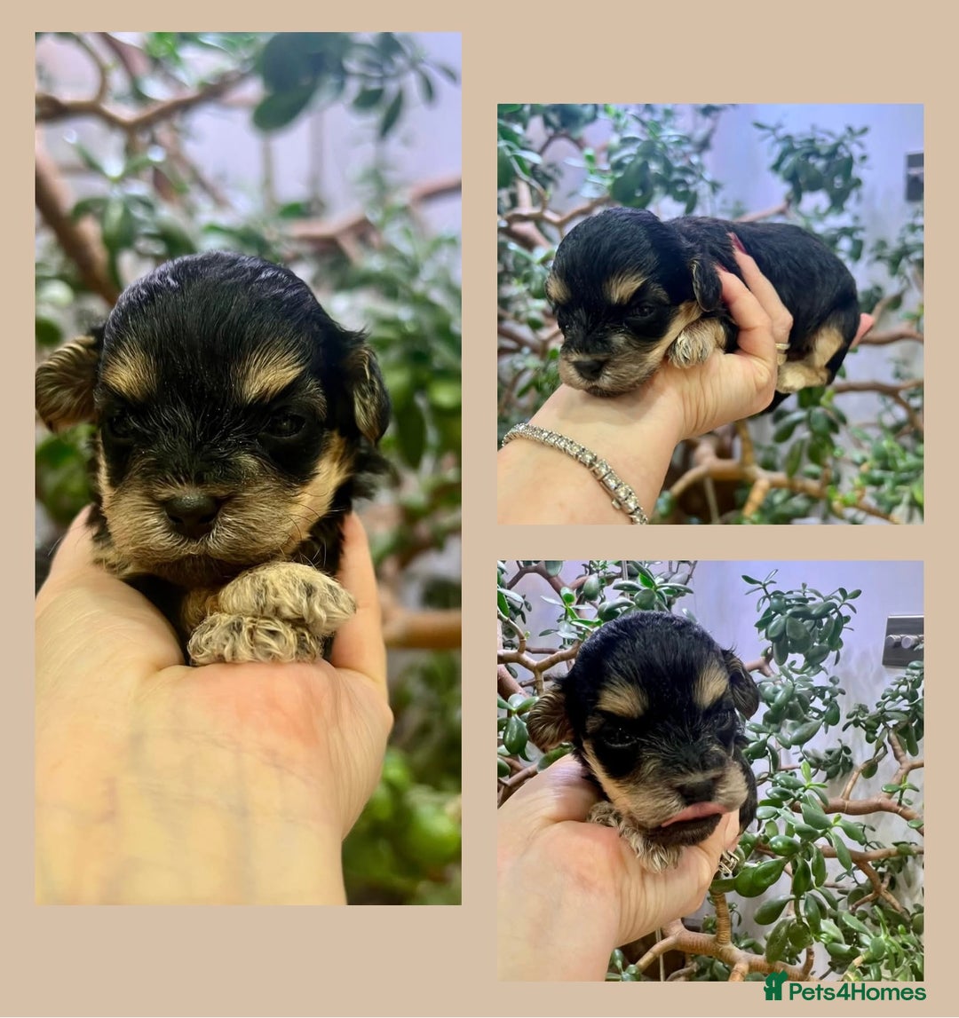 Cockapoo dogs for sale: 4⭐️Licensed Breeder Cockapoo Puppies - Image 17