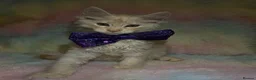 Maine Coon cats for sale: CHAMPION LINES TICA ACTIVE MAINE COONS  - Advert 1