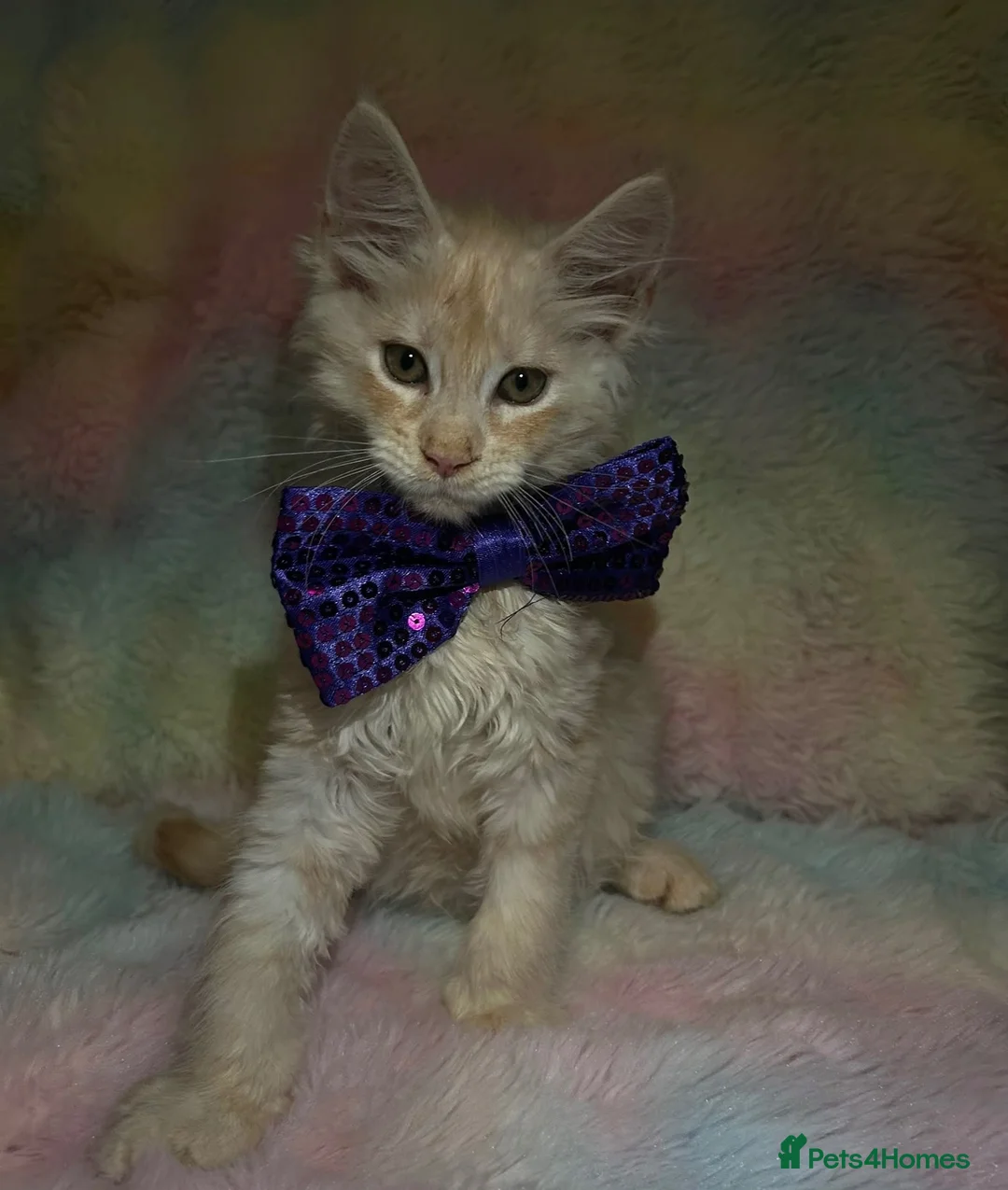 Maine Coon cats for sale: CHAMPION LINES TICA ACTIVE MAINE COONS  - Advert 1
