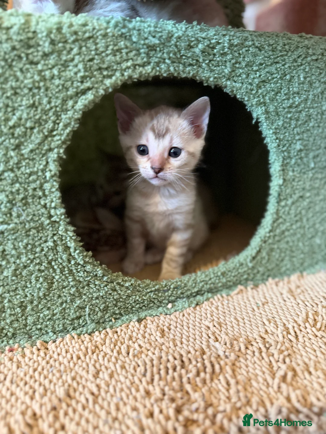 Bengal cats for sale: Snow Lynx Pedigree Kittens, ACTIVE! - Advert 10