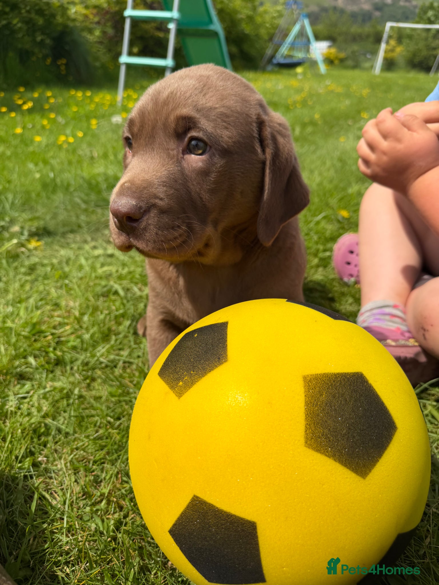 Labrador Retriever dogs 🐾Chocolate Labrador puppies🐾 - Advert 1