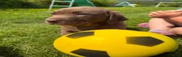Labrador Retriever dogs for sale: 🐾Chocolate Labrador puppies🐾 - Advert 2