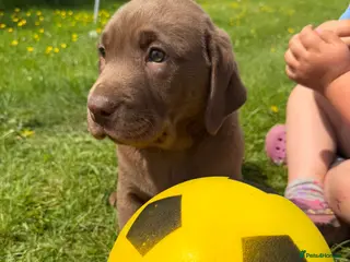 Labrador Retriever dogs for sale: 🐾Chocolate Labrador puppies🐾 - Advert 1