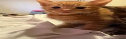 Mixed Breed cats for sale: Five beautiful kittys - Advert 2