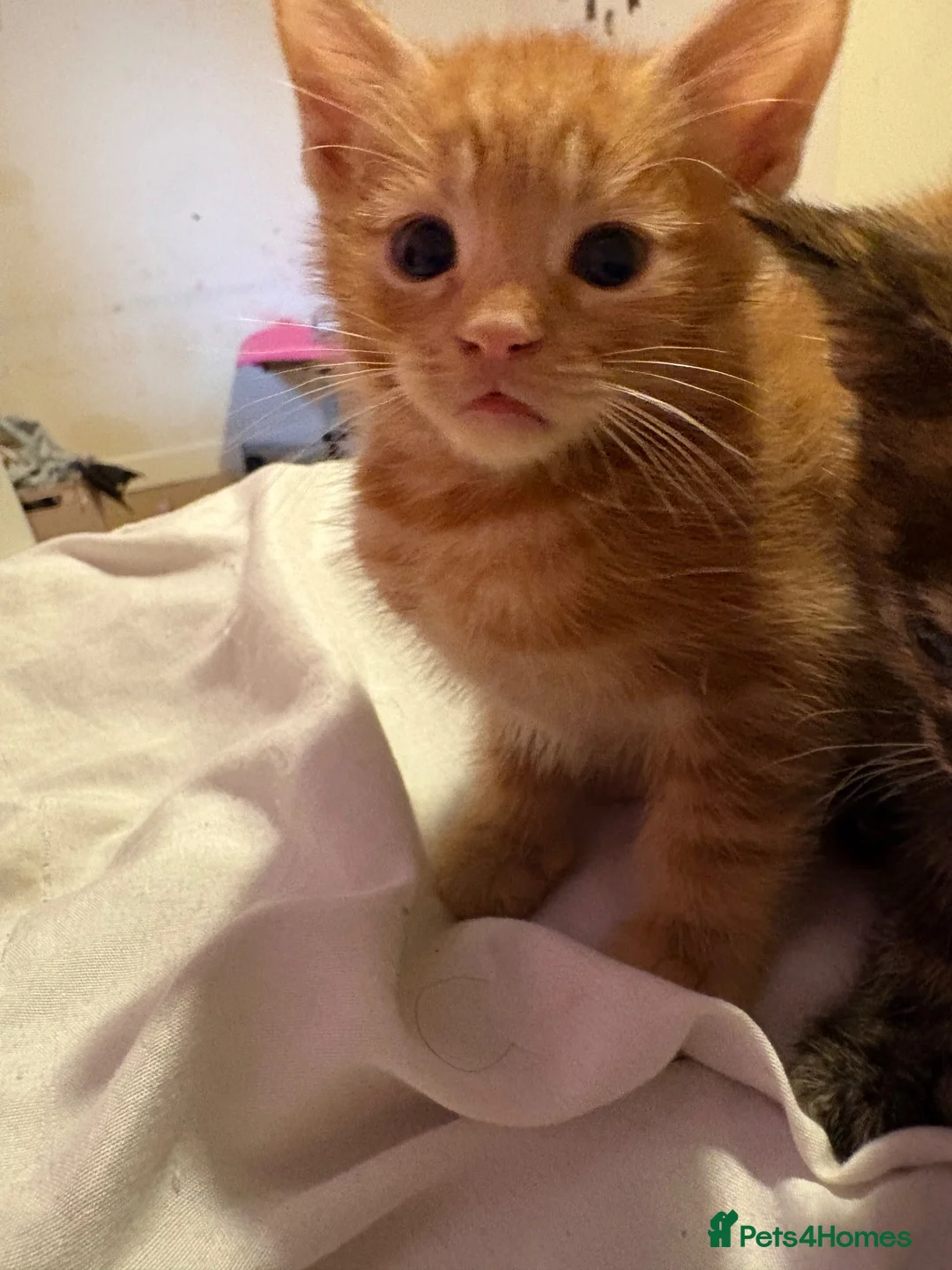 Mixed Breed cats for sale: Five beautiful kittys - Advert 2