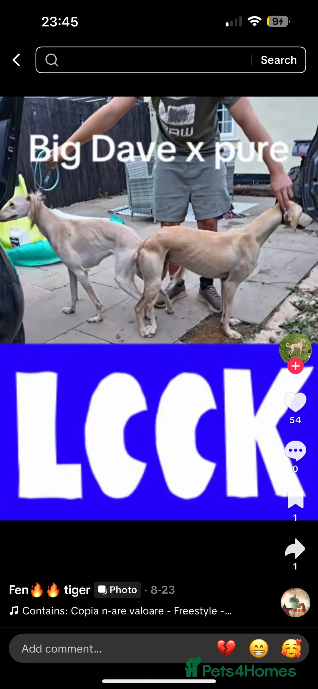 Saluki dogs for sale: 4 month old Saluki girl pup - Advert 2