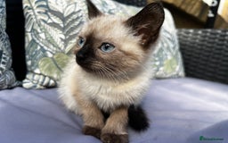 Siamese cats for sale: Siamese baby  - Image 1