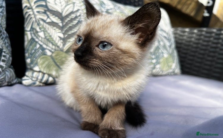 Siamese cats - Advert 1