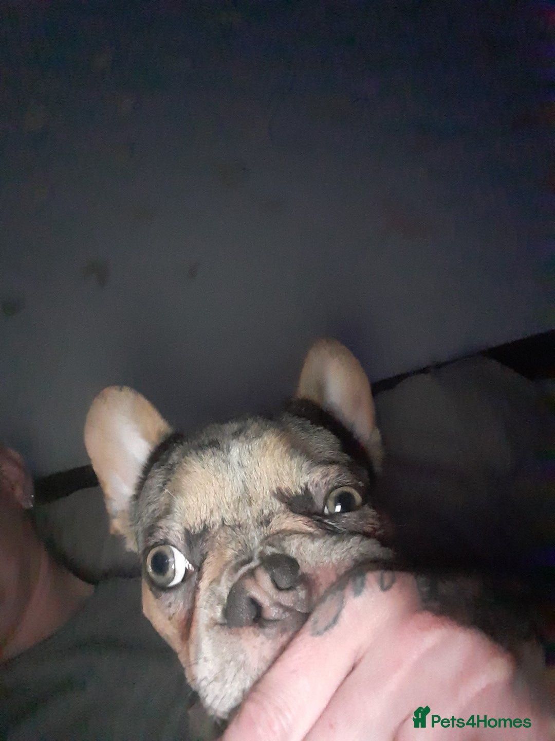 French Bulldog dogs for sale: Merle French Bulldog  - Advert 4