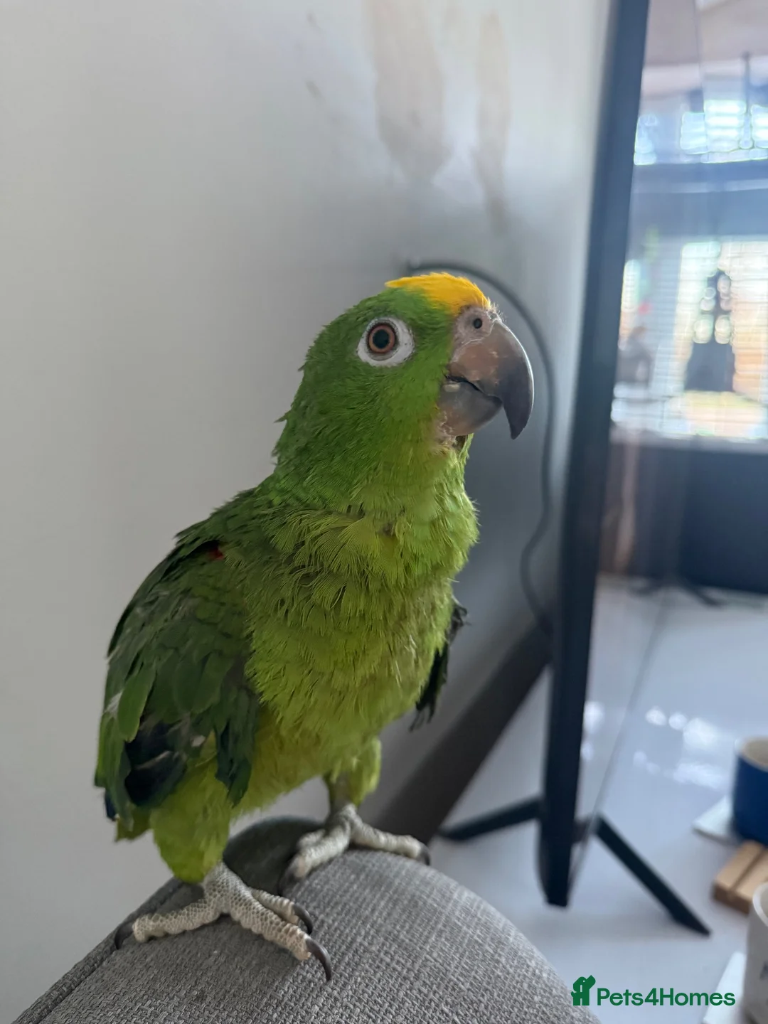 Parrots birds for sale: Amazon Yellow-Headed Parrot in Oldham - Advert 2