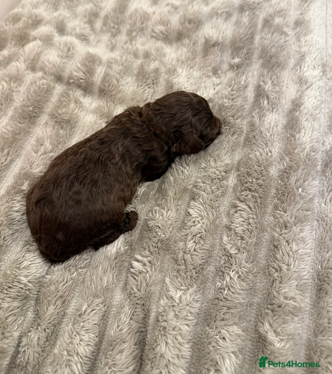 Cavapoo dogs for sale: Beautiful litter of 8 Cavapoos  - Advert 7