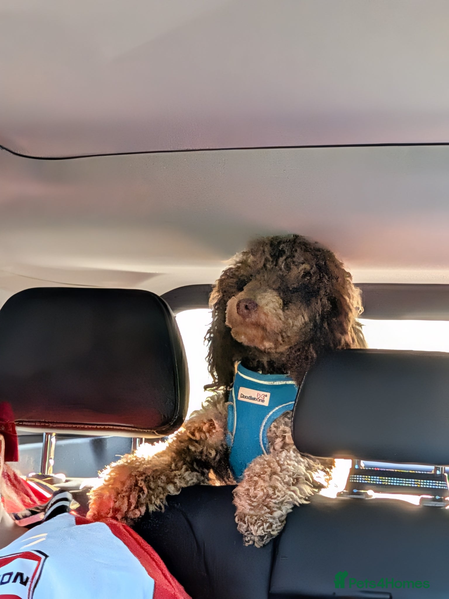 Toy Poodle dogs Toy poodle for stud  - Advert 1