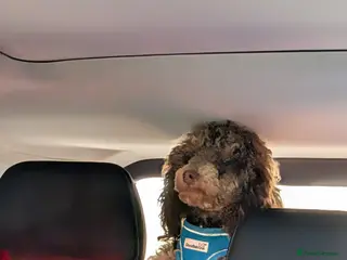 Toy Poodle dogs Toy poodle for stud - Advert 1