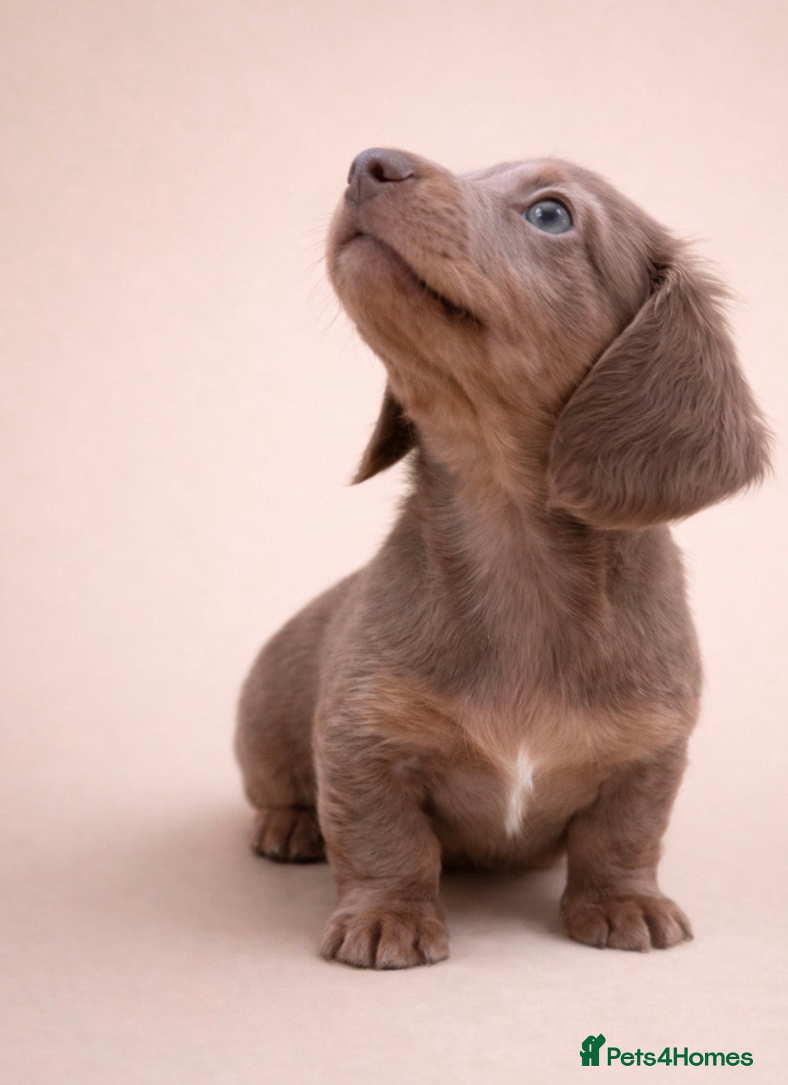 Miniature Dachshund dogs Long haired Miniature dachshund puppies KC REG - Advert 12