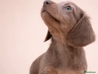 Miniature Dachshund dogs Long haired Miniature dachshund puppies KC REG - Advert 12