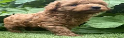 Mixed Breed dogs for sale: Cavapoochon puppies. 5* Council Reg’d - Advert 9