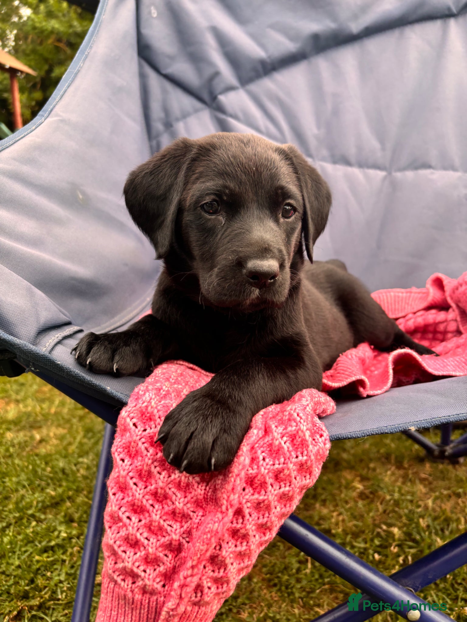 Labrador Retriever dogs 8 beautiful Black Labrador puppies for sale  - Advert 1