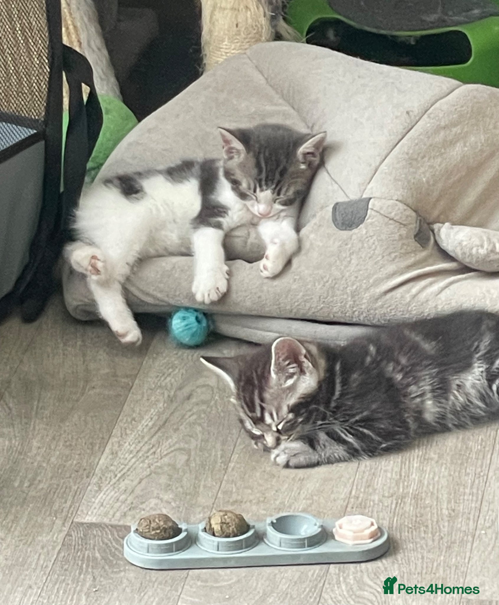 Mixed Breed cats for sale: Four gorgeous kittens - Advert 4