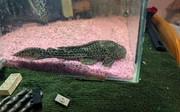 Plecos fish for sale: Speckled Pleco - Image 3