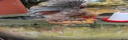 Chickens poultry for sale: Chicken and rooster ⭐ in Chigwell - Advert 11