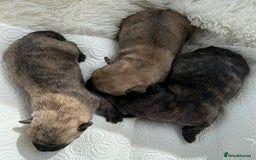 Cairn Terrier dogs for sale: CAIRN TERRIER PUPPIES - Image 8