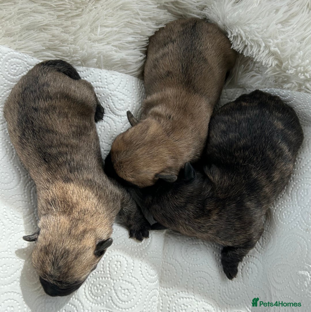 Cairn Terrier dogs for sale: CAIRN TERRIER PUPPIES - Image 8