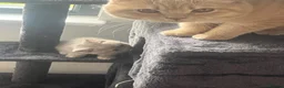 British Shorthair cats for sale: British shorthair kittens  - Advert 2