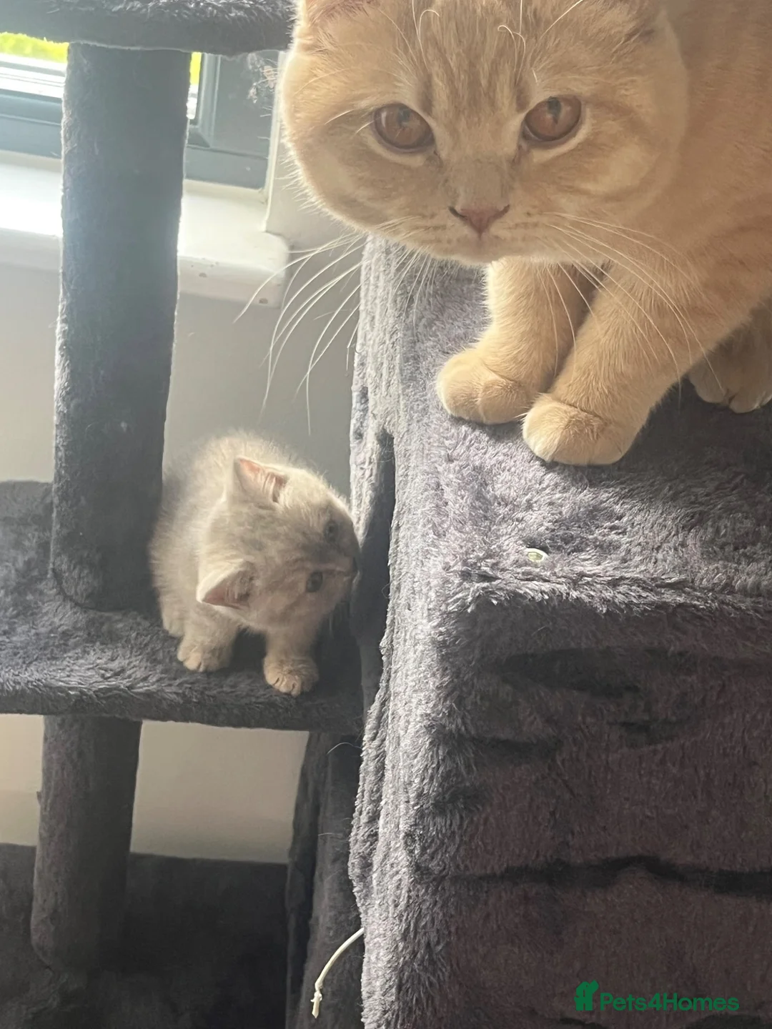 British Shorthair cats for sale: British shorthair kittens  - Advert 2