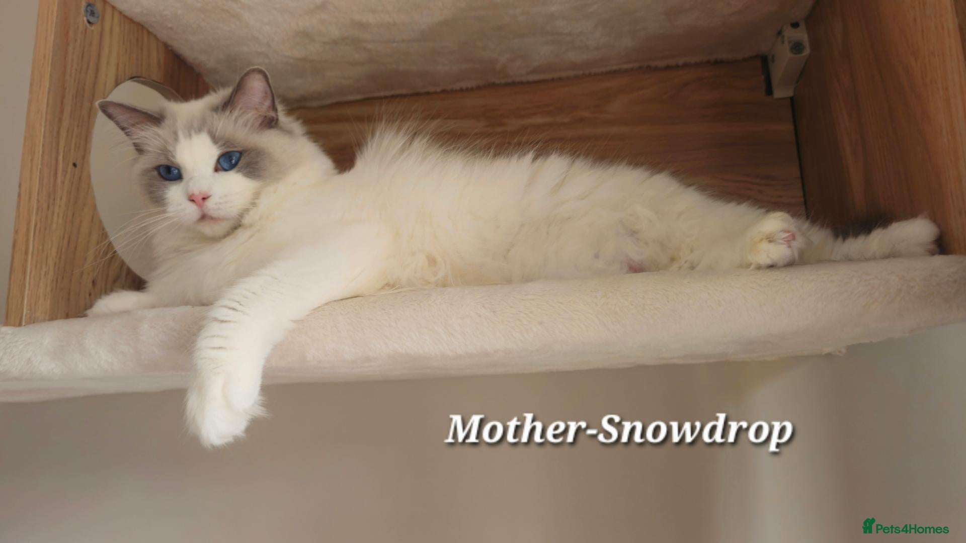 Ragdoll cats ACTIVE CHAMPIONSHIP RAGDOLL BOY  - Advert 2