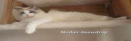 Ragdoll cats for sale: STUNNING RAGDOLL BOY – ACTIVE BREEDING - Advert 2
