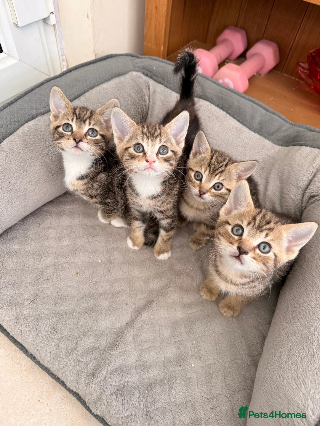 British Longhair cats for sale: Beautiful tabby kittens for sale - ready to go now - Advert 8