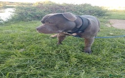 Staffordshire Bull Terrier dogs for stud: KC REGISTERED BLUE STAFFORDSHIRE TERRIER  in Burton-on-Trent - Image 10