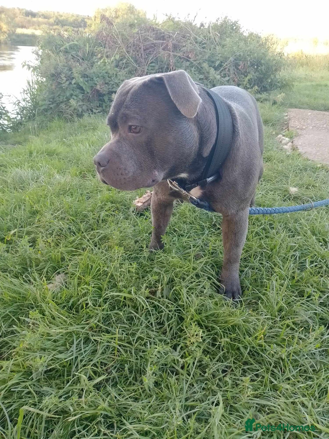 Staffordshire Bull Terrier dogs for stud: KC REGISTERED BLUE STAFFORDSHIRE TERRIER  in Burton-on-Trent - Image 10