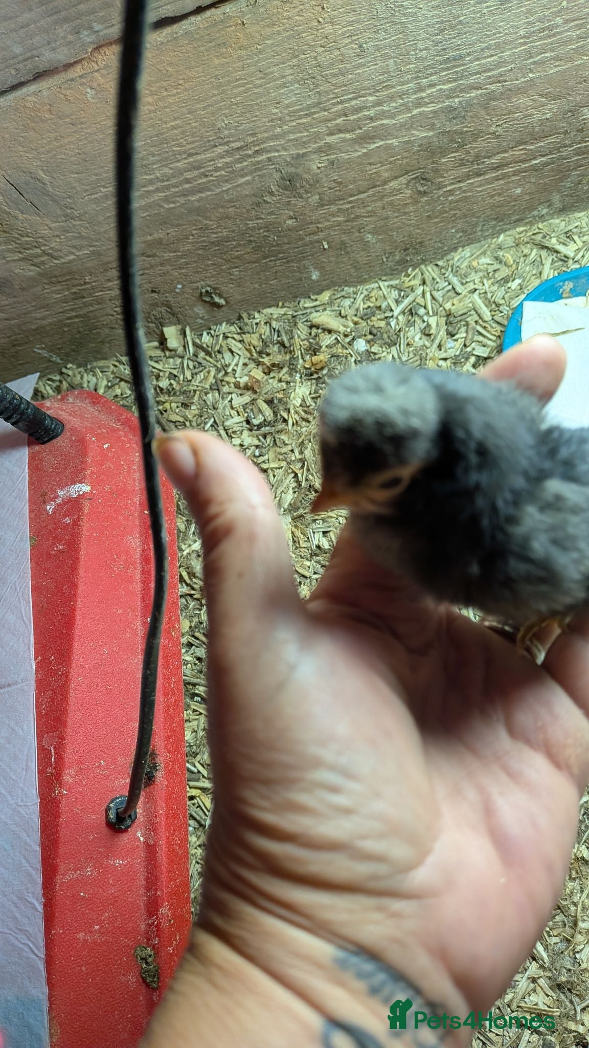 Chickens poultry Pure polish day olds  - Advert 1