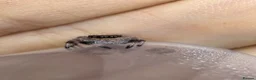 Spiders invertebrates for sale: Apalachicola Jumping spider  - Advert 3