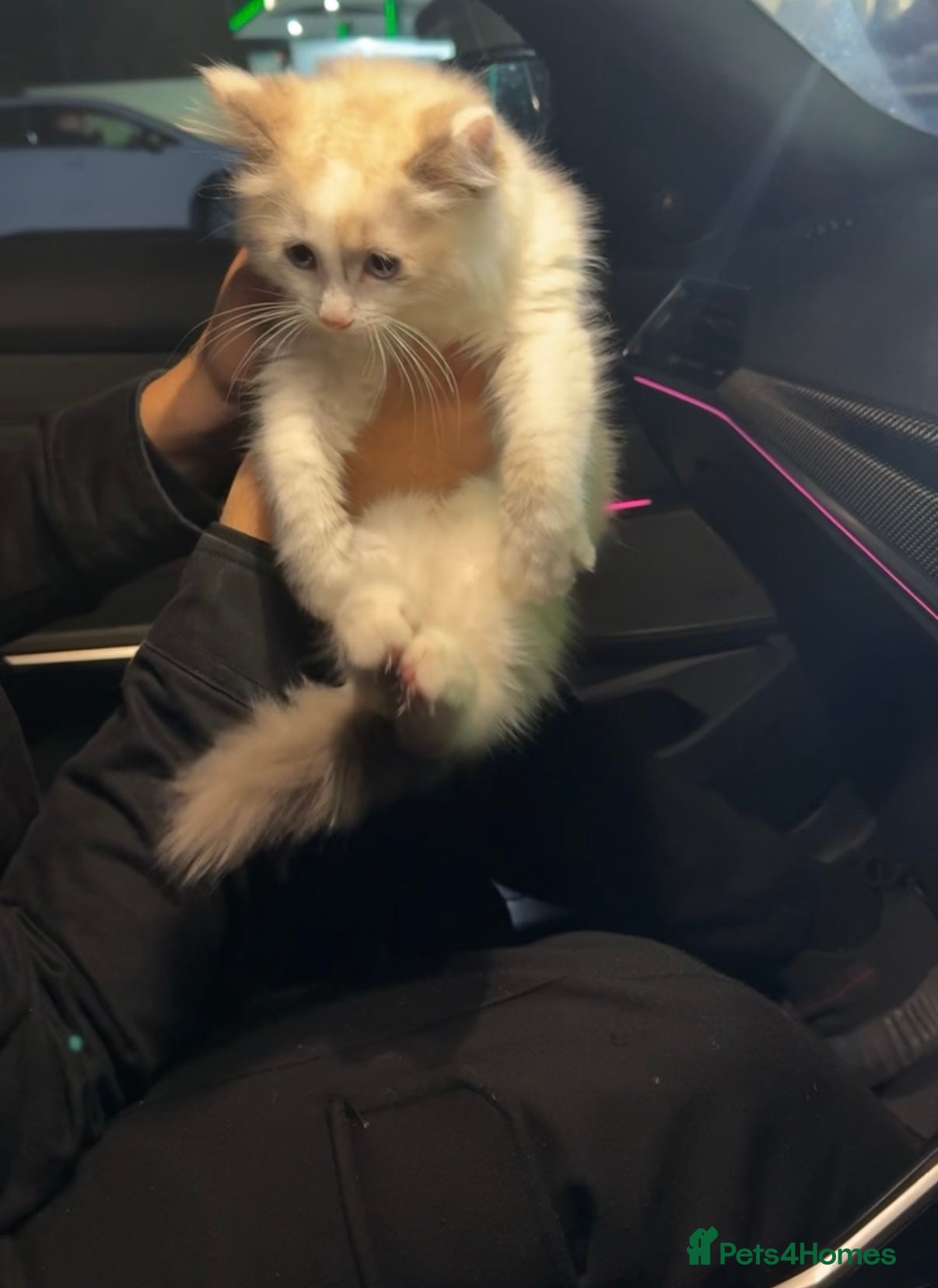 Ragdoll cats Ragdoll Kitten - Advert 8