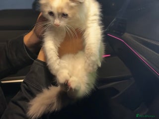 Ragdoll cats - Advert 23