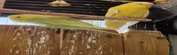 Budgerigars birds for sale: 3x 9 week old budgies ready now - Advert 9