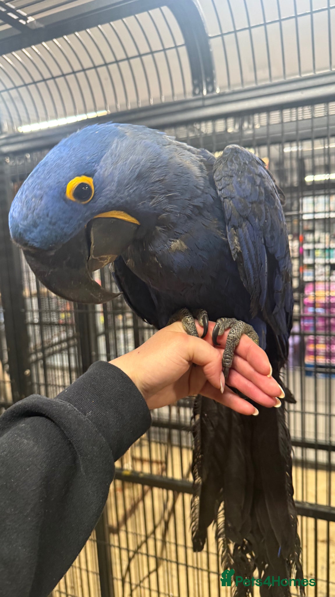 Macaws birds ⭐️ Stunning baby handreared Hyacinth Macaw ⭐️ - Advert 1