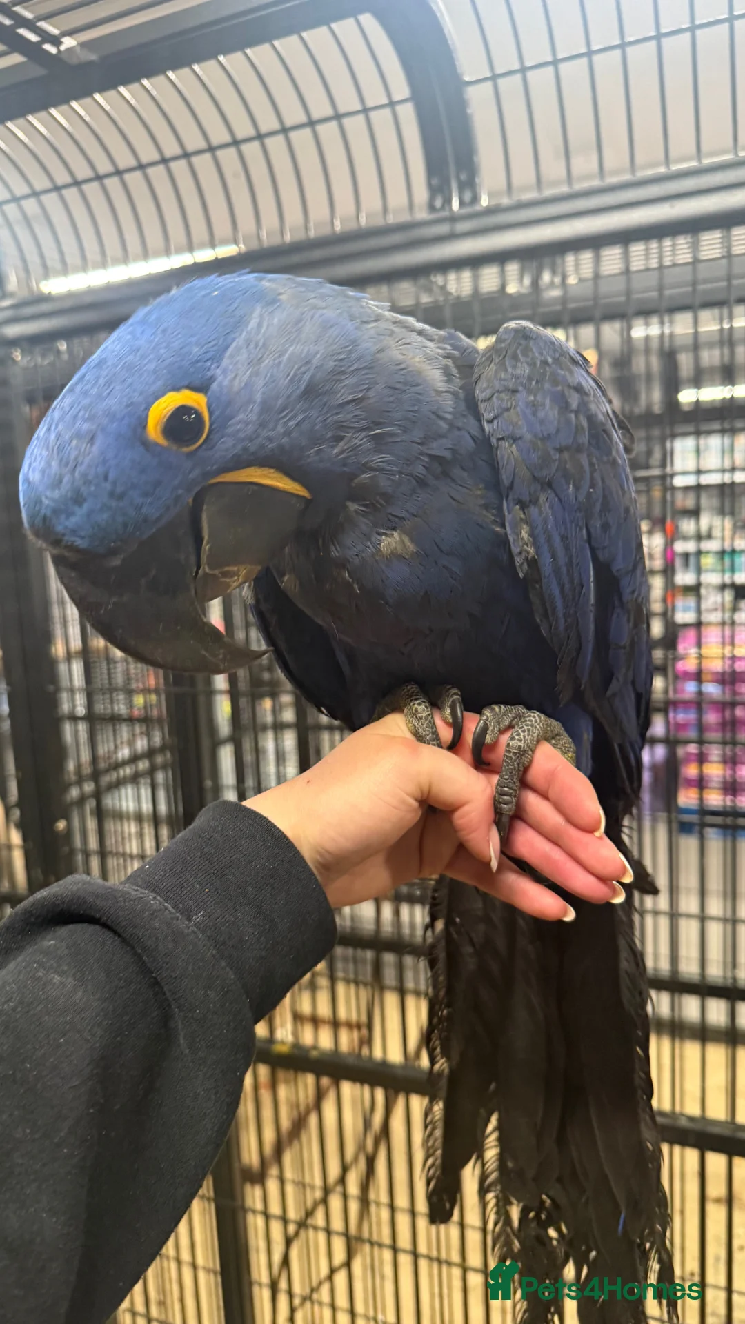 Macaws birds for sale: ⭐️ Stunning baby handreared Hyacinth Macaw ⭐️ - Advert 1