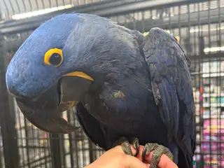 Macaws birds for sale: ⭐️ Stunning baby handreared Hyacinth Macaw ⭐️ - Advert 4