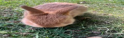 Netherland Dwarf rabbits for sale: 5 Netherland Dwarfs Baby Rabbits (3 weeks old)  in Birmingham - Advert 11