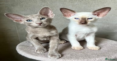 Oriental cats - Advert 1