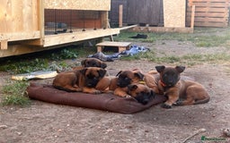 Belgian Shepherd Dog dogs for sale: Malinois puppies. Mother FCI/Father working dog - Image 1
