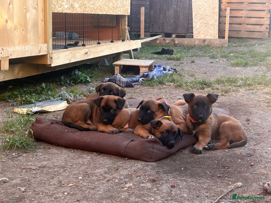 Belgian Shepherd Dog dogs for sale: Malinois puppies. Mother FCI/Father working dog - Image 1