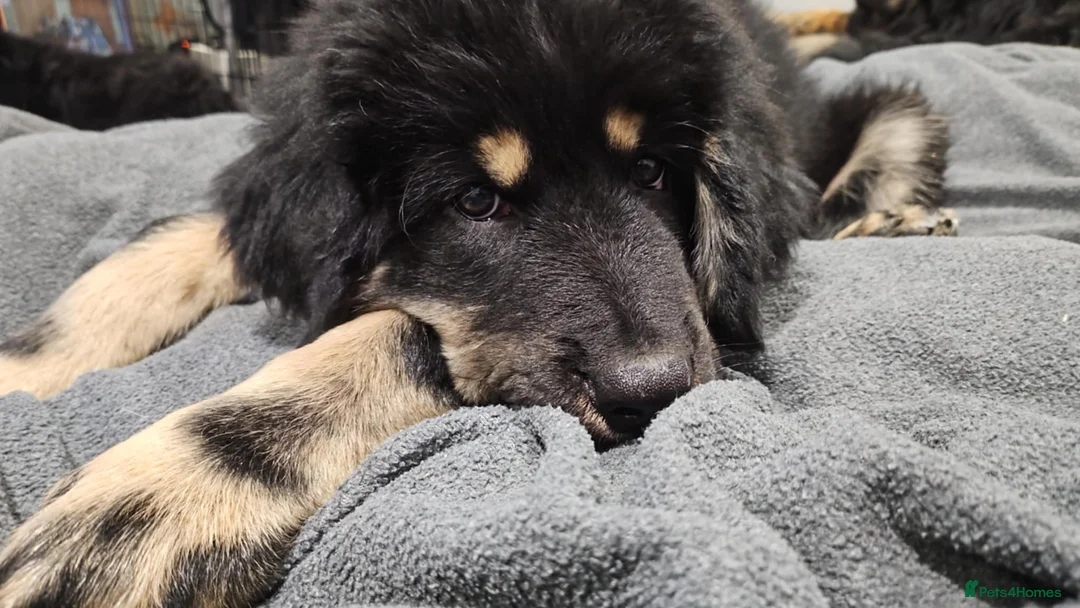 Tibetan Mastiff dogs for sale: Tibetan mastiff pupps - Advert 7